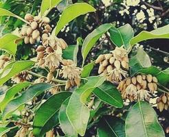 सर्वगुण संपन्न औषधि मौलश्री : पुरानी खांसी से त्वचा रोग तक में देती है राहत