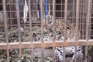 बिजनाैर में चौथा गुलदार पिंजरे में हुआ कैद, ग्रामीणों ने ली राहत की सांस