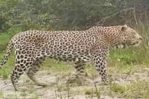 मुरादाबाद के गांव कूड़ामीरपुर में दिखाई दिया तेंदुआ, ग्रामीणों में दहशत