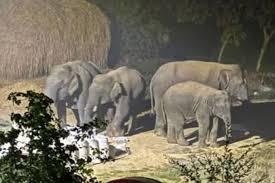 रामगढ़ जिले में हाथियों का कहर जारी, दो और लोगों की कुचलकर मौत, तीन दिनों में छह जानें गईं