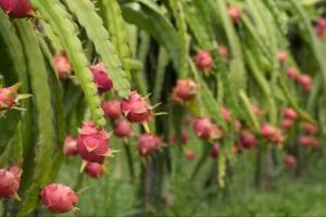 घर की छत और गमले में उगाएं ड्रैगन फ्रूट कम मेहनत में मिलेगा महंगा फल और जबरदस्त सेहत फायदा