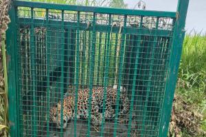 बिजनौर में गुलदार का खौफ खत्म! धनसनी गांव में पिंजरे में कैद हुई मादा गुलदार, वन विभाग की बड़ी सफलता