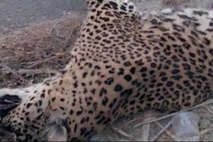 नूरपुर-अमरोहा मार्ग पर गुलदार की दर्दनाक मौत: वाहन की टक्कर ने छीनी वन्यजीव की सांसें