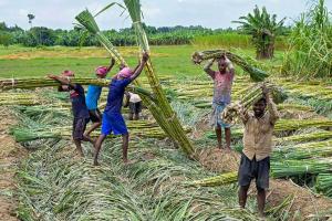 70 हजार में से सिर्फ 146 गन्ना किसान उठा रहे आधुनिक मशीनरी का लाभ; जागरूकता की कमी से ठप पड़ रहा खेती में तकनीकी बदलाव 