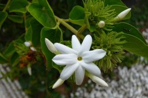 दिसंबर में लगाएं ये पांच जादुई फूल जनवरी से अप्रैल तक खिलेगा आपका पूरा बगीचा शानदार सर्दियों की बागवानी टिप्स