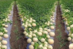 दिसंबर–जनवरी की खेती से बदल सकती है किस्मत, ये 5 फसलें दिलाएंगी पूरे साल का सबसे ज्यादा मंडी रेट, जानिए पूरी जानकारी