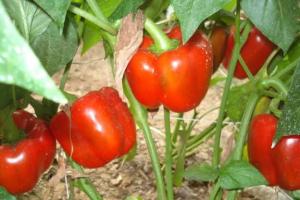 दिसंबर में शिमला मिर्च की खेती से होगी तगड़ी कमाई कम समय में मिलेगा शानदार मुनाफा