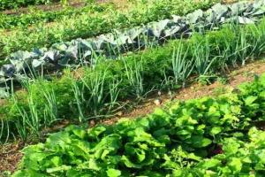 दिसंबर में इन सब्जियों की खेती कर ली तो बदल जाएगी किस्मत, कम समय, कम खर्च और कम मेहनत में होगी जबरदस्त कमाई