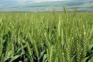 Wheat Farming Tips: गेहूं की खेती करने वालों के लिए जरूरी खबर, फ्लैग लीफ की अनदेखी से हो सकता है बड़ा नुकसान