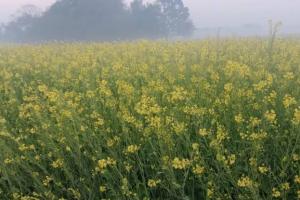 पीली स्टिक से सरसों की फसल बचाने का देसी तरीका, बिना खर्च लाही कीट से छुटकारा, सरसों की खेती में मुनाफा बढ़ाने का आसान उपाय