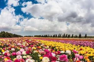 Garden Tips Winter: सर्दियों में फूलों की खास देखभाल के उपाय,कोहरा और ओस से पौधों को कैसे बचाएं