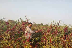 कम जमीन में बड़ा मुनाफा देने वाली औषधीय फसल रोज़ैल बदल सकती है आपकी खेती की तस्वीर