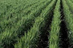 गेहूं की फसल पर बड़ा खतरा दिसंबर की गर्मी और ठंडी रातों से बढ़ रहा है गंभीर रोगों का डर समय रहते अपनाएं ये जरूरी बचाव उपाय