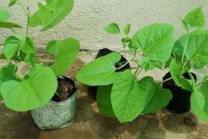 घर की छत और आंगन में उगाएं खुशबूदार मसाले किचन गार्डेनिंग से हर दिन मिलेगा शुद्ध स्वाद और सेहत का खजाना