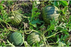 फरवरी में तरबूज और खरबूज की बुवाई से सिर्फ 3 महीने में लाखों की कमाई, जानिए पूरी खेती की तैयारी और सही तरीका