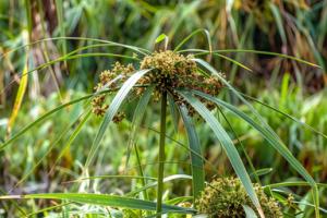 पाचन से लेकर महिलाओं के स्वास्थ्य तक, जानें कैसे नागरमोथा रखता है आपकी सेहत का ख्याल?