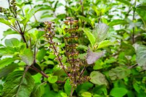 एंटीऑक्सीडेंट से भरपूर वन तुलसी : सेवन से दूर होगी सांस की समस्या, मिलेगी एनर्जी 