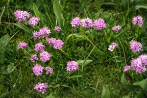 जटामांसी: बालों का झड़ना रोकने और ग्रोथ बढ़ाने की आयुर्वेदिक औषधि, जानिए फायदे