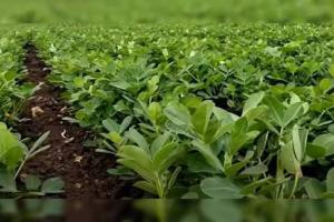 मूंगफली की बुवाई से पहले यह जरूरी काम नहीं किया तो मेहनत हो जाएगी बेकार, जानें सही उर्वरक प्रबंधन