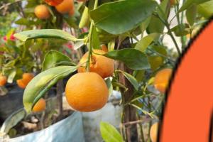 कम जमीन कम खर्च और हजारों फल देने वाला पौधा हजरिया कागजी नींबू की खेती से बन रहे लखपति किसान