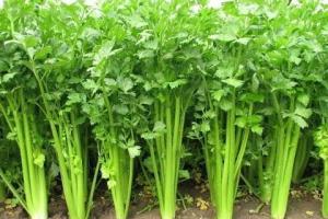 घर पर अजवाइन उगाने का आसान तरीका, किचन गार्डन में अजवाइन के चमत्कारी फायदे, सेहत और हरियाली दोनों एक साथ