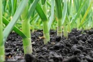 लहसुन की फसल पर खतरा, जलेबी रोग और थ्रिप्स का हमला, समय रहते ये उपाय नहीं किए तो घट जाएगी पैदावार