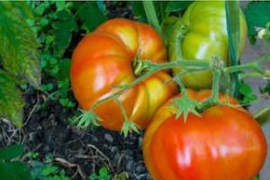 अगेती हाइब्रिड टमाटर खेती से कम समय में बड़ा मुनाफा किसान की आमदनी बढ़ाने का सुनहरा मौका