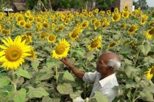 Flower Farming: सूरजमुखी के लिए क्यों जरूरी है कोहरे की चादर, कड़ाके की ठंड में कैसे चमक जाती है फूलों की खेती की किस्मत
