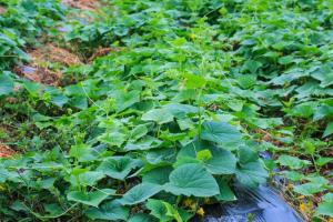Vegetable Cultivation: जनवरी फरवरी में सब्जियों की खेती से कमाई का सुनहरा मौका, गर्मी शुरू होते ही मुनाफा देने वाली फसलें