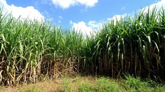 Sugarcane