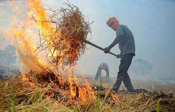 burning paddy straw