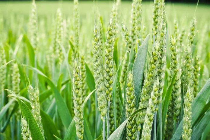 wheat farming